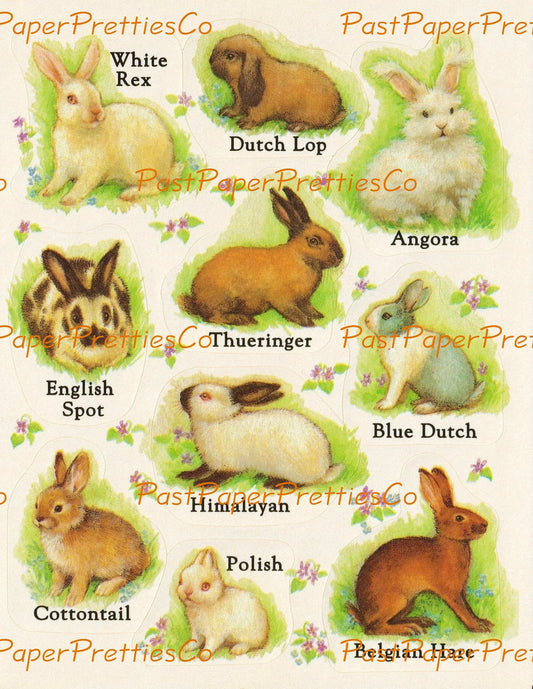 Vintage Printable Retro Sticker Sheet Bunny Rabbit Breeds PDF Instant Digital Download Animal Decals Seals Collage Clipart